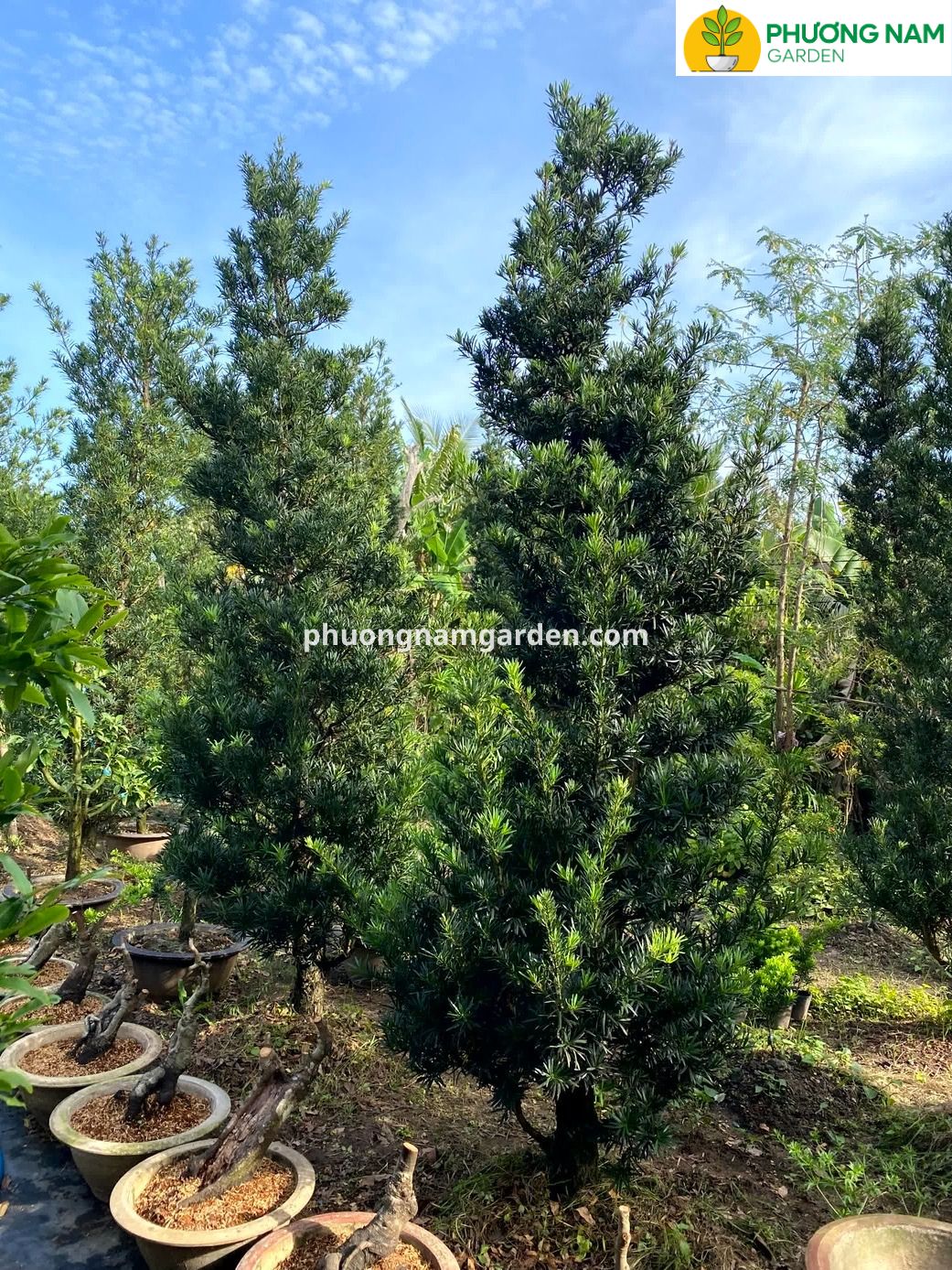 Giá cây Tùng La Hán cao 4m – 5m: Phân tích kỹ thuật & Định giá thực tế