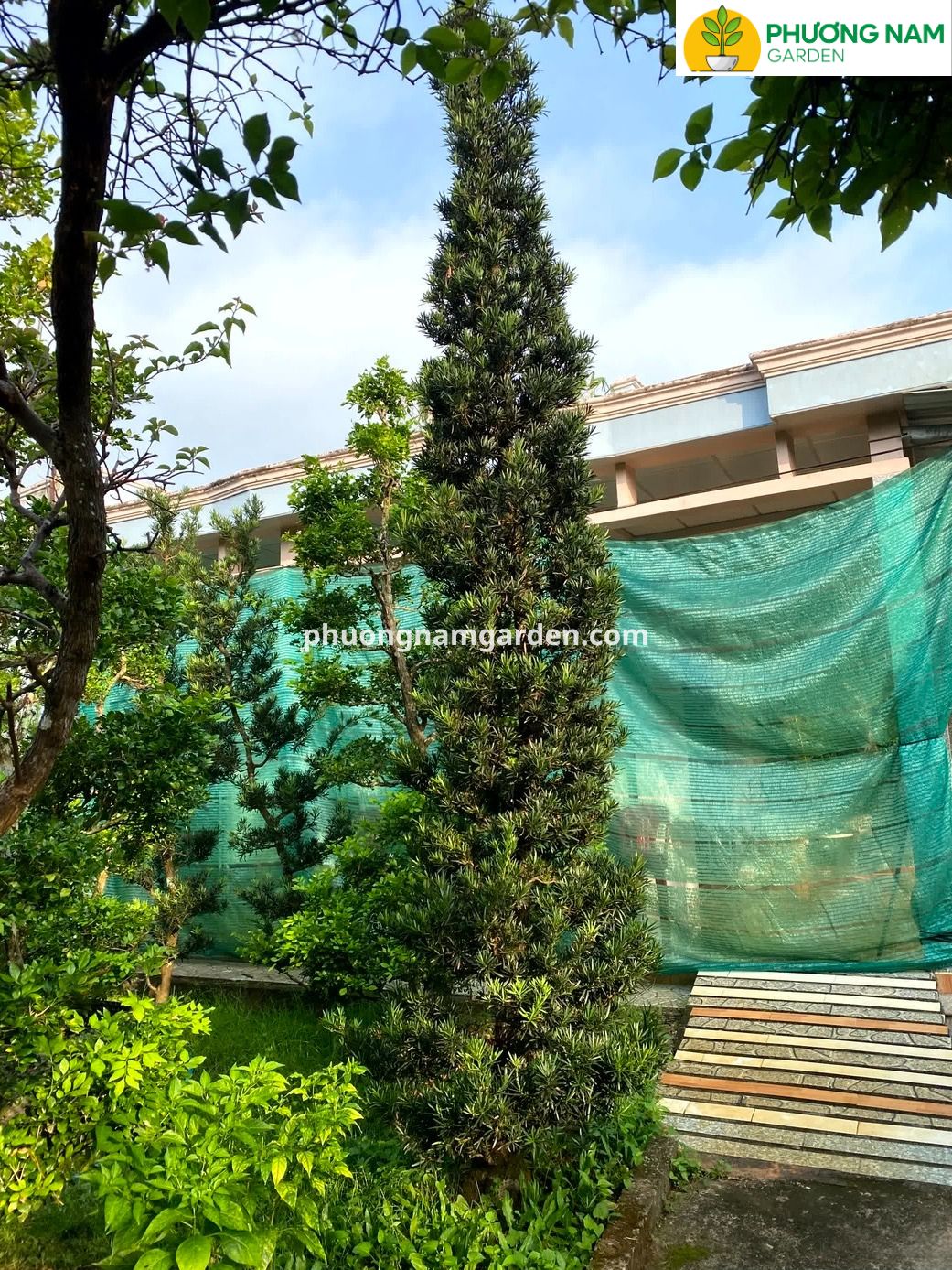 Giá cây Tùng La Hán cao 4m – 5m: Phân tích kỹ thuật & Định giá thực tế