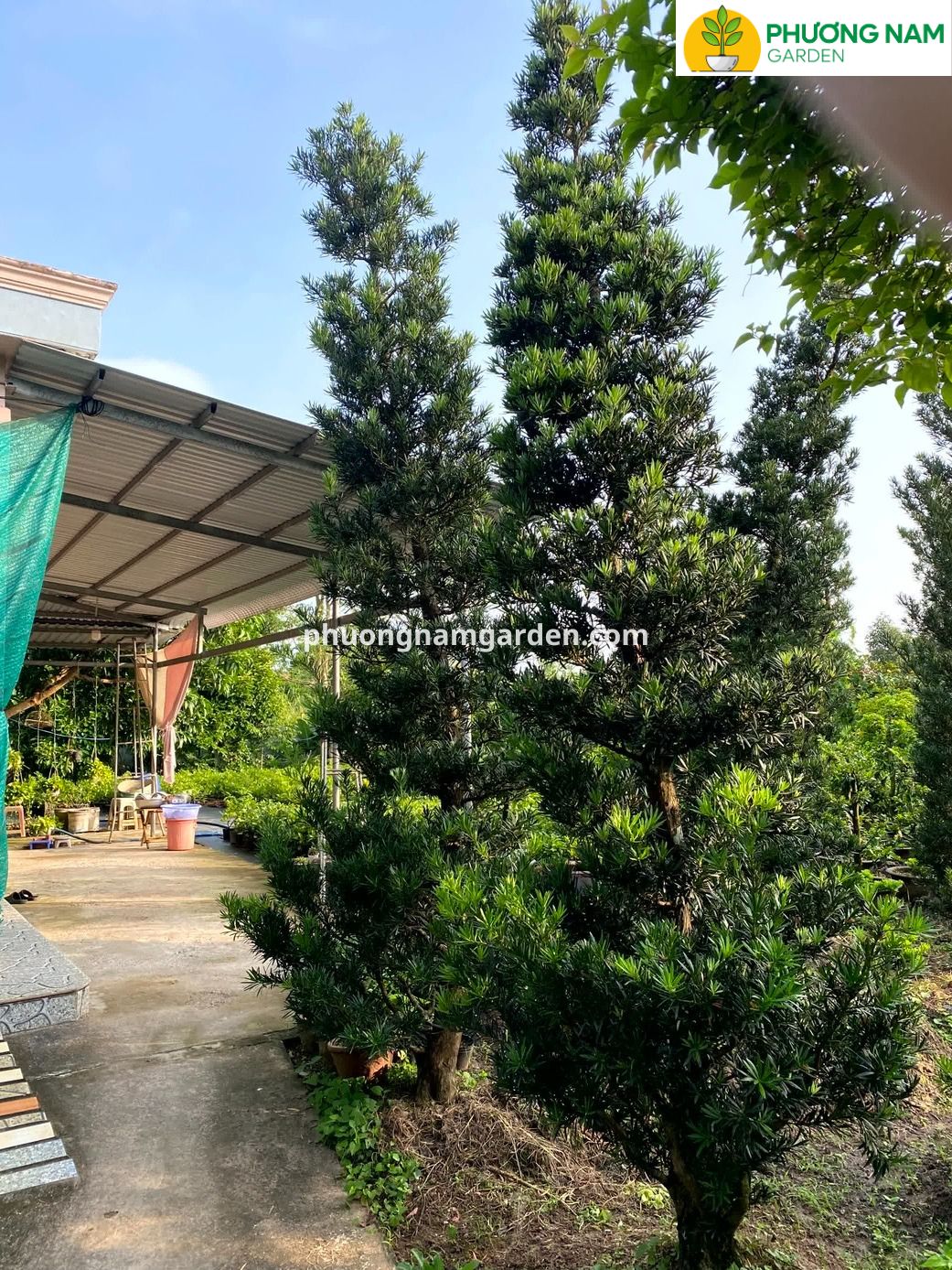 Giá cây Tùng La Hán cao 4m – 5m: Phân tích kỹ thuật & Định giá thực tế