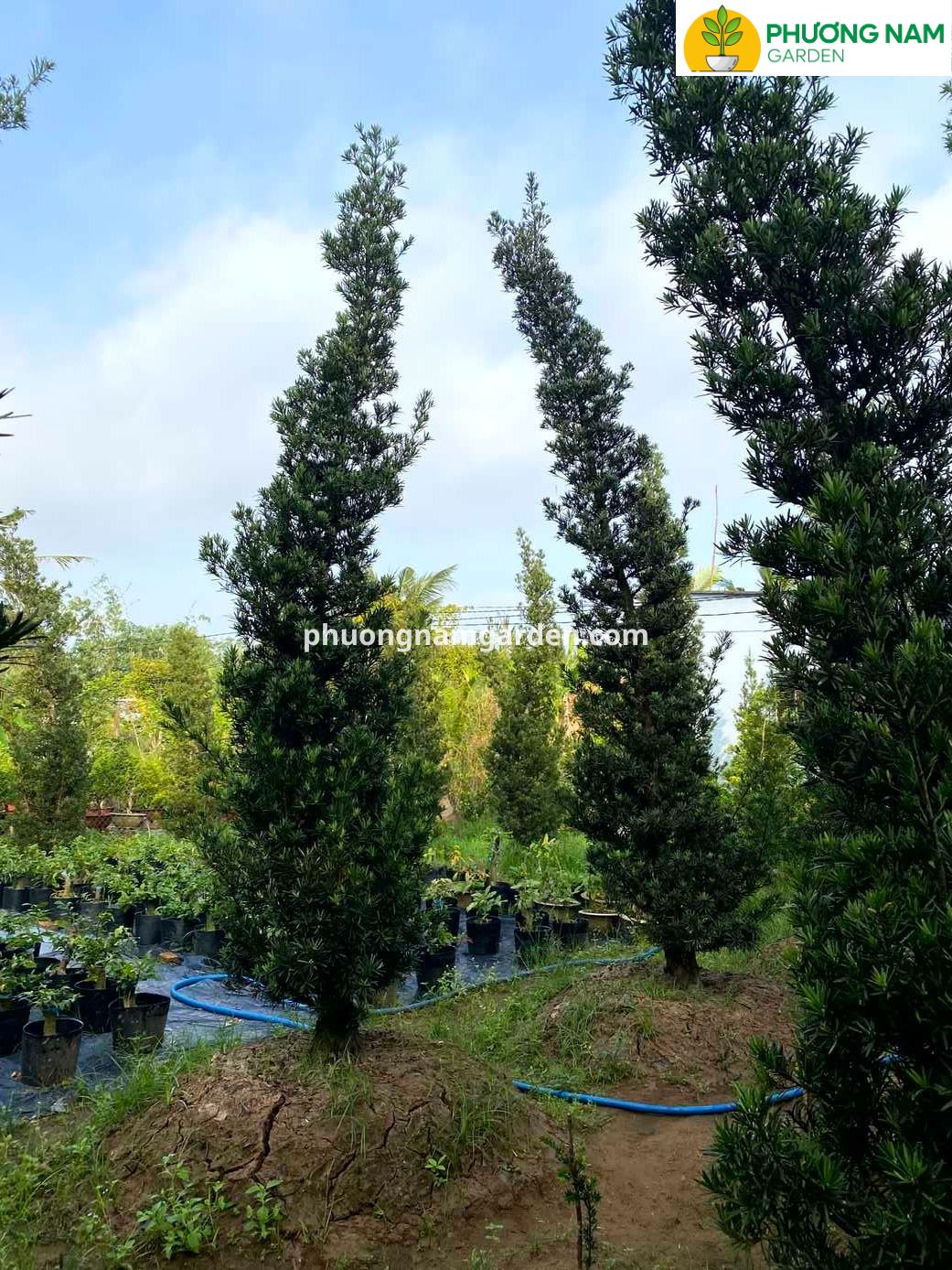 Giá cây Tùng La Hán cao 4m – 5m: Phân tích kỹ thuật & Định giá thực tế
