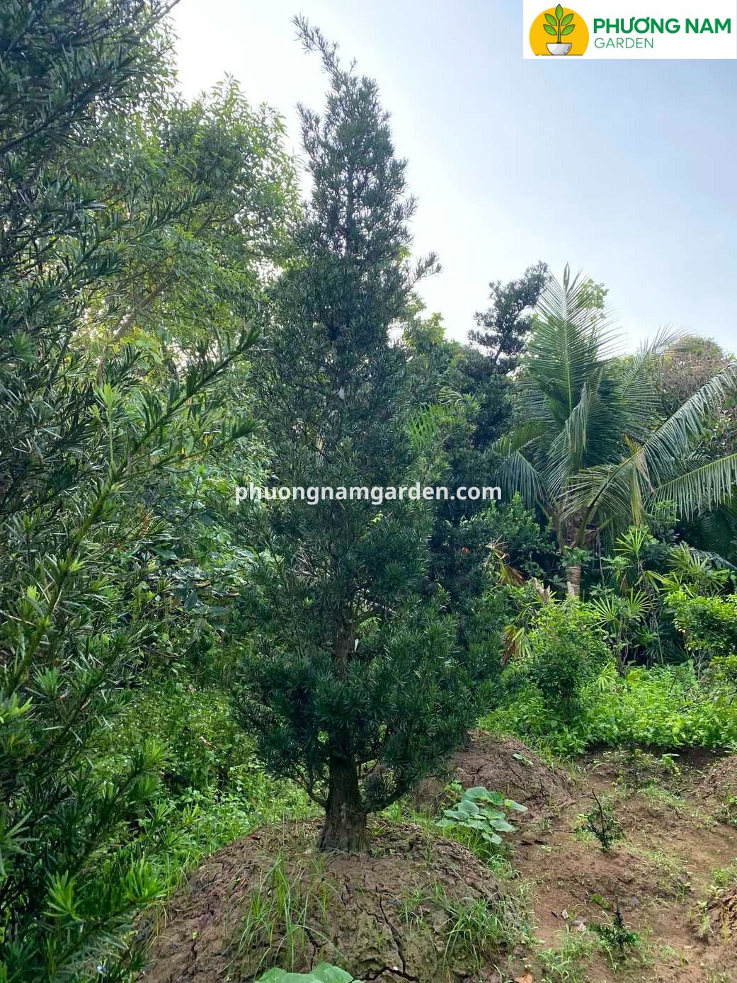 Giá cây Tùng La Hán cao 4m – 5m: Phân tích kỹ thuật & Định giá thực tế