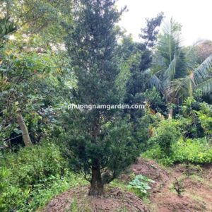 Tùng la hán giá 10 triệu: Cây lâu năm, dáng đẹp, khỏe