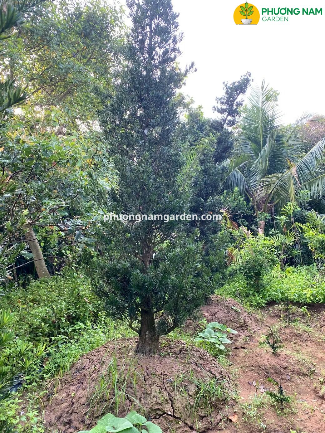 Giá cây Tùng La Hán cao 4m – 5m: Phân tích kỹ thuật & Định giá thực tế