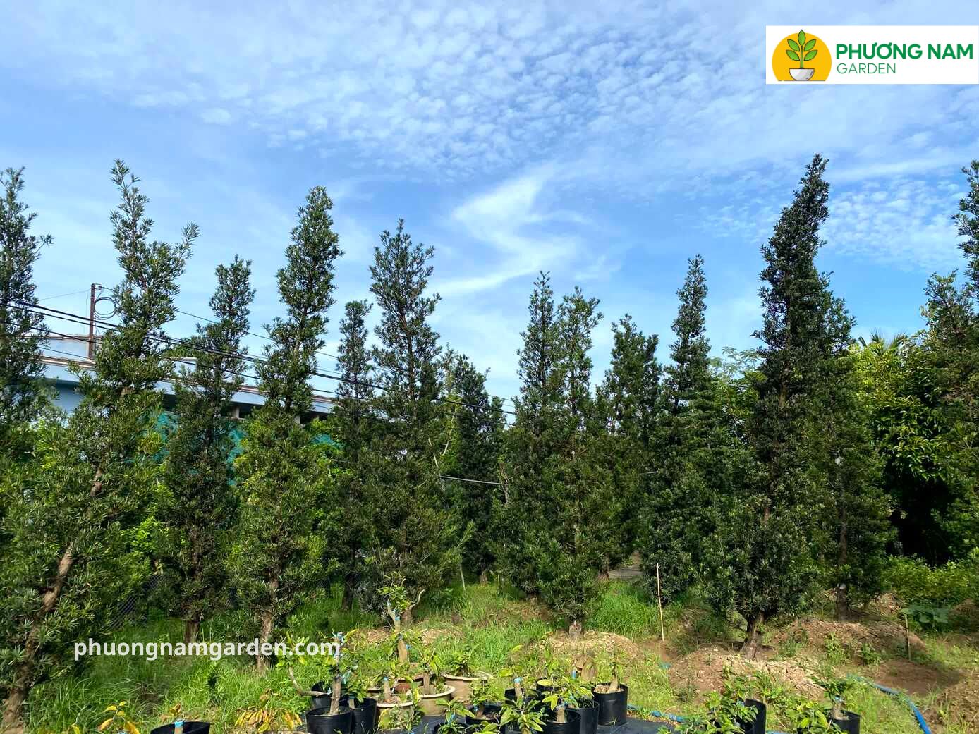 Giá cây Tùng La Hán cao 4m – 5m: Phân tích kỹ thuật & Định giá thực tế