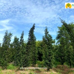 Tùng la hán giá 10 triệu: Cây lâu năm, dáng đẹp, khỏe 9 Tùng la hán giá 10 triệu: Cây lâu năm, dáng đẹp, khỏe