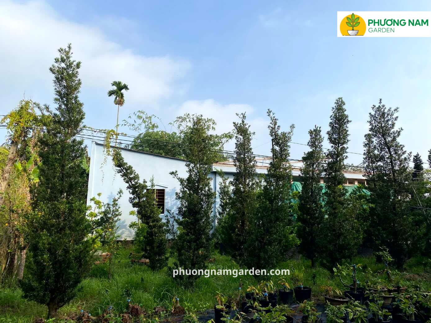 Giá cây Tùng La Hán cao 4m – 5m: Phân tích kỹ thuật & Định giá thực tế