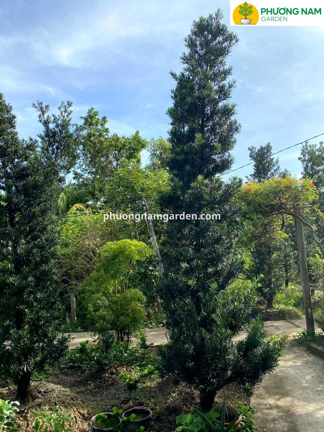 Giá cây Tùng La Hán cao 4m – 5m: Phân tích kỹ thuật & Định giá thực tế