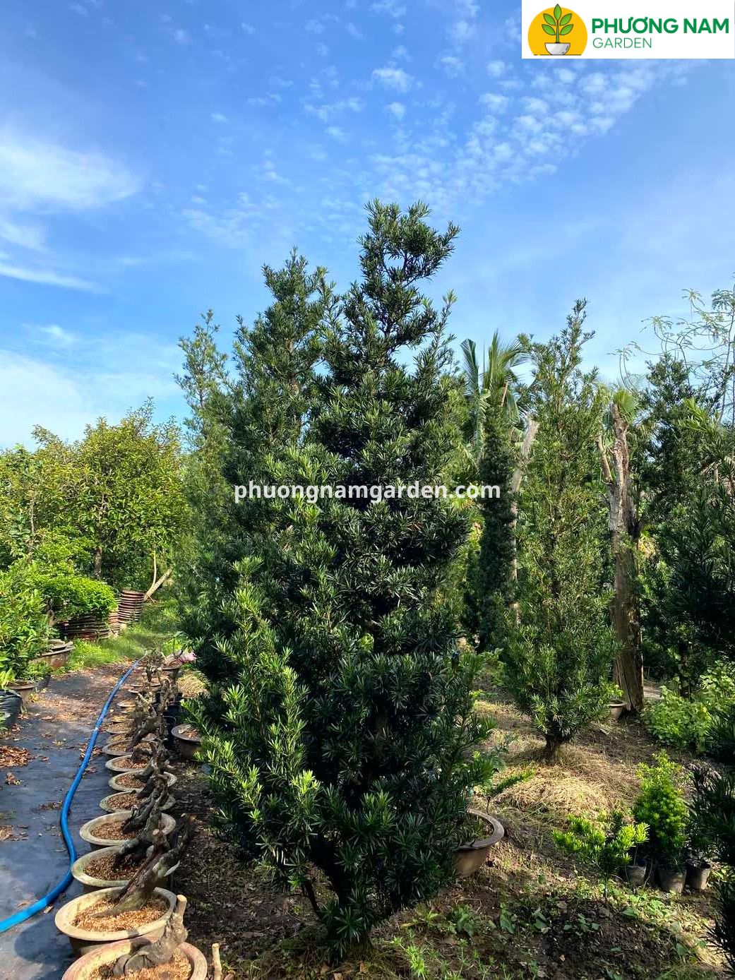 Giá cây Tùng La Hán cao 4m – 5m: Phân tích kỹ thuật & Định giá thực tế