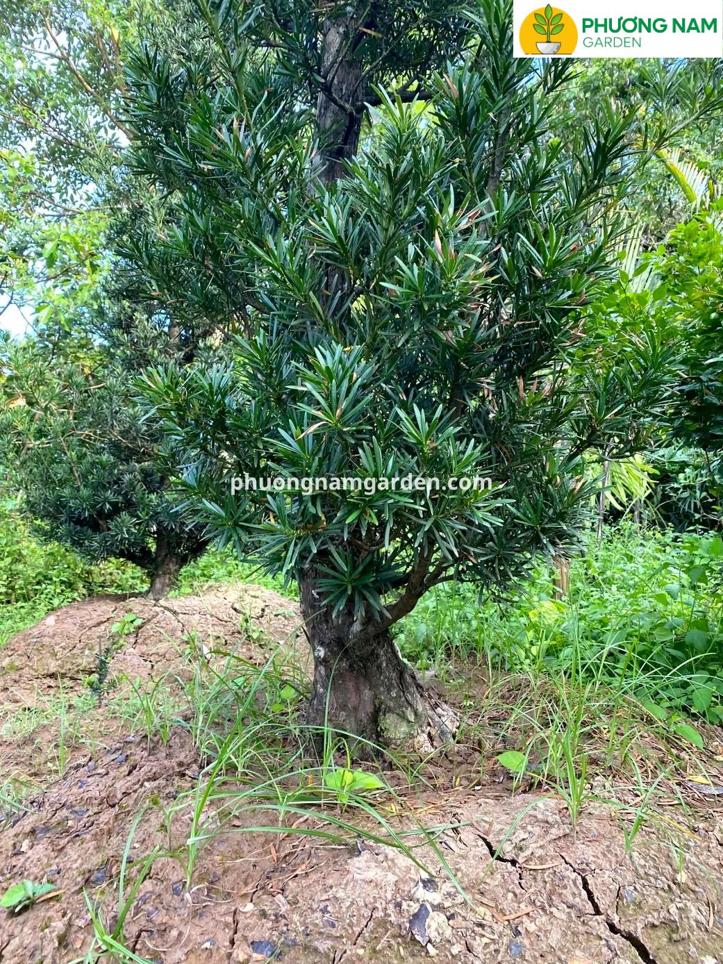 Tùng la hán: Ý nghĩa phong thủy, phân loại & báo giá 2026