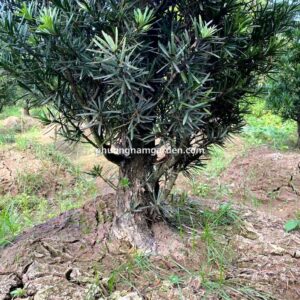 Tùng la hán giá 10 triệu: Cây lâu năm, dáng đẹp, khỏe 14 Tùng la hán giá 10 triệu: Cây lâu năm, dáng đẹp, khỏe