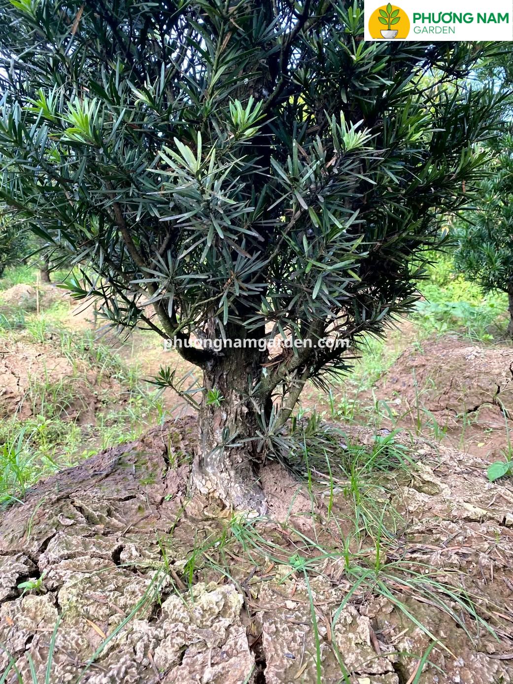 Giá cây Tùng La Hán cao 4m – 5m: Phân tích kỹ thuật & Định giá thực tế