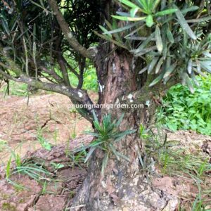 Tùng la hán giá 10 triệu: Cây lâu năm, dáng đẹp, khỏe 13 Tùng la hán giá 10 triệu: Cây lâu năm, dáng đẹp, khỏe