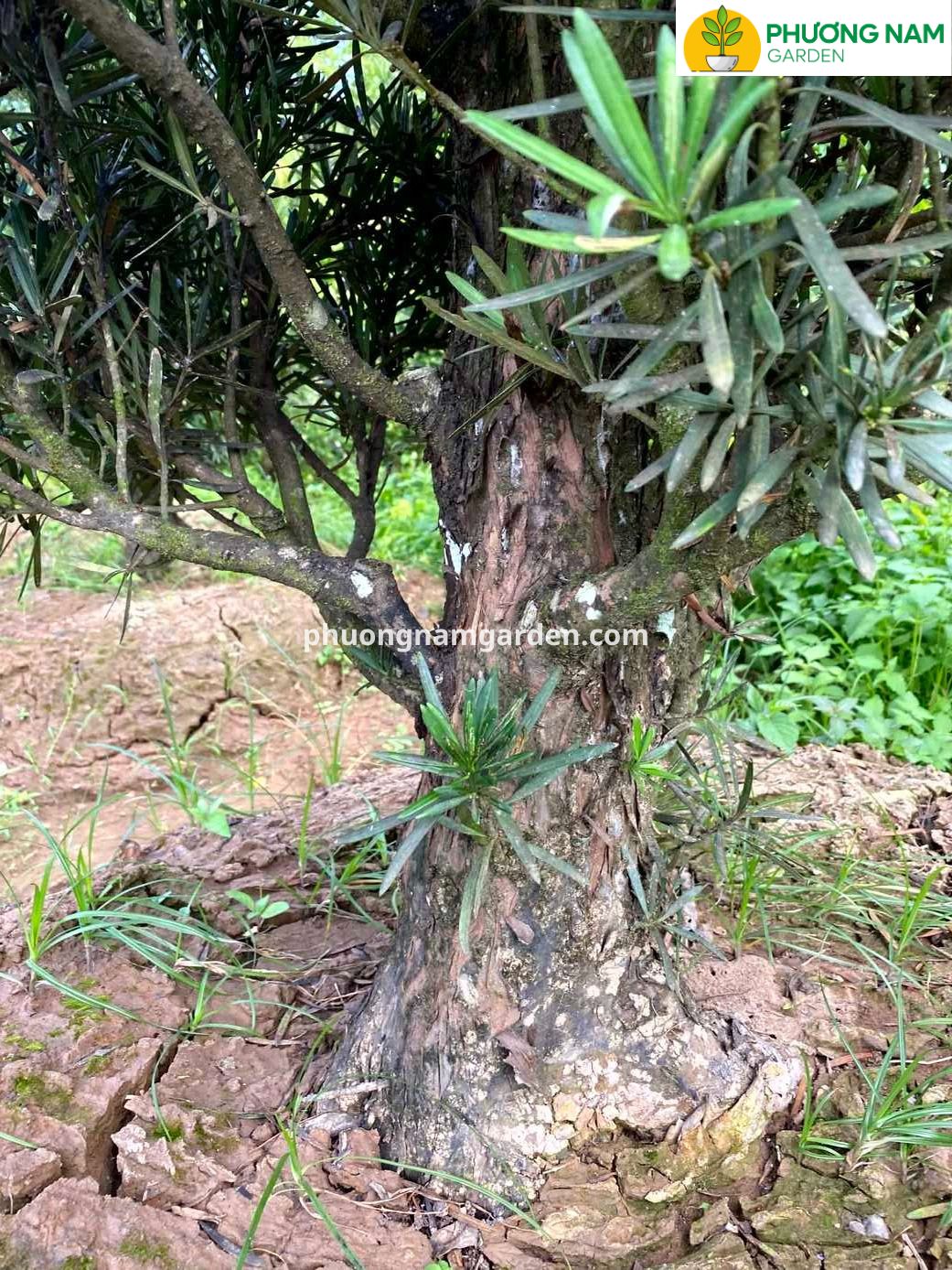 Tùng la hán giá 10 triệu: Cây lâu năm, dáng đẹp, khỏe 7 Tùng la hán giá 10 triệu: Cây lâu năm, dáng đẹp, khỏe - Ảnh 6