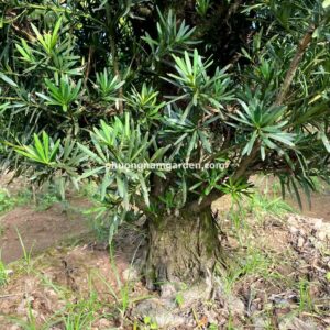 Tùng la hán giá 10 triệu: Cây lâu năm, dáng đẹp, khỏe 12 Tùng la hán giá 10 triệu: Cây lâu năm, dáng đẹp, khỏe