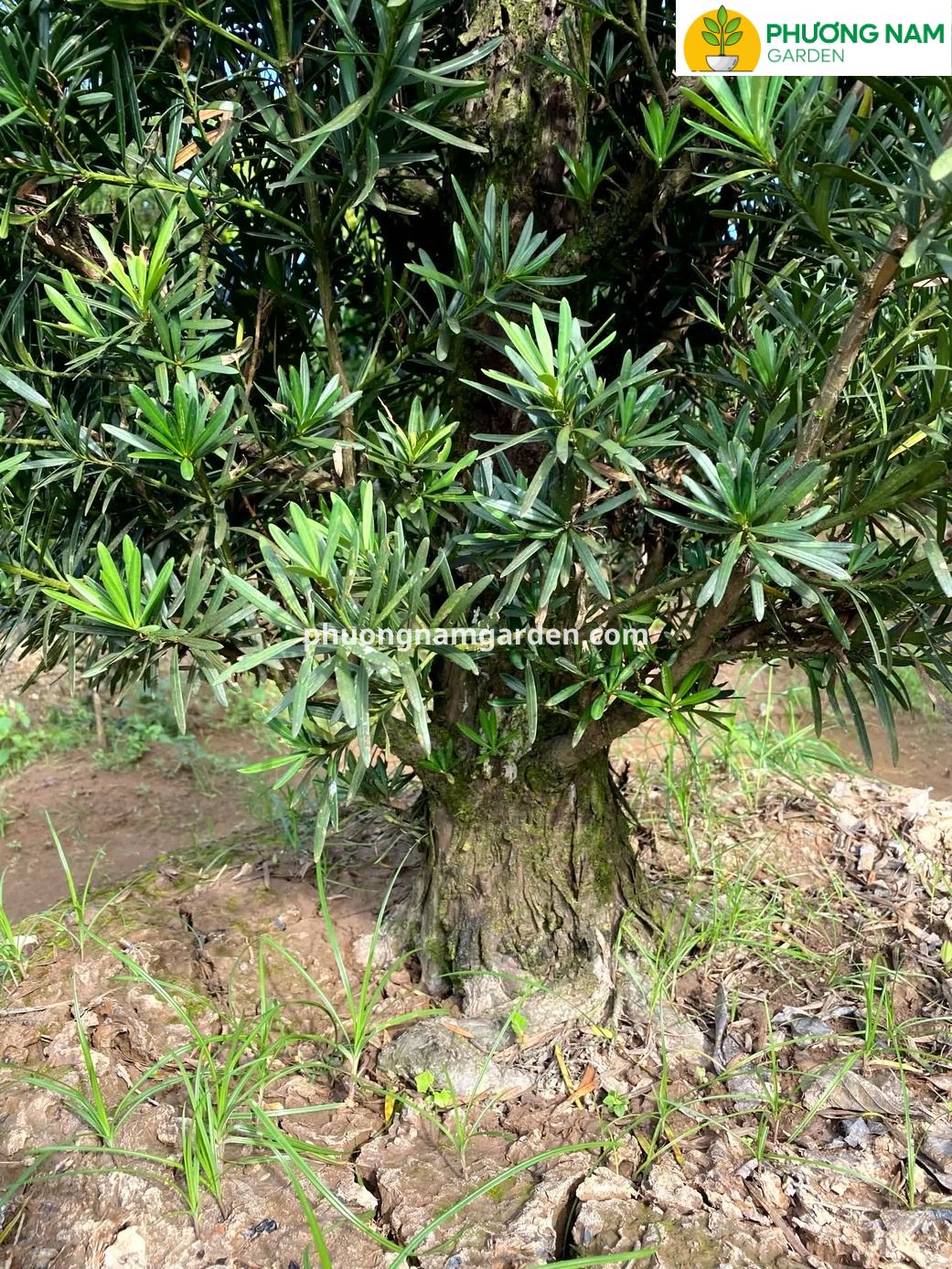 Tùng la hán giá 10 triệu: Cây lâu năm, dáng đẹp, khỏe 6 Tùng la hán giá 10 triệu: Cây lâu năm, dáng đẹp, khỏe - Ảnh 5