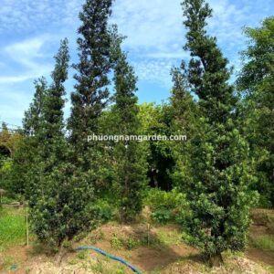 Tùng la hán giá 10 triệu: Cây lâu năm, dáng đẹp, khỏe 11 Tùng la hán giá 10 triệu: Cây lâu năm, dáng đẹp, khỏe