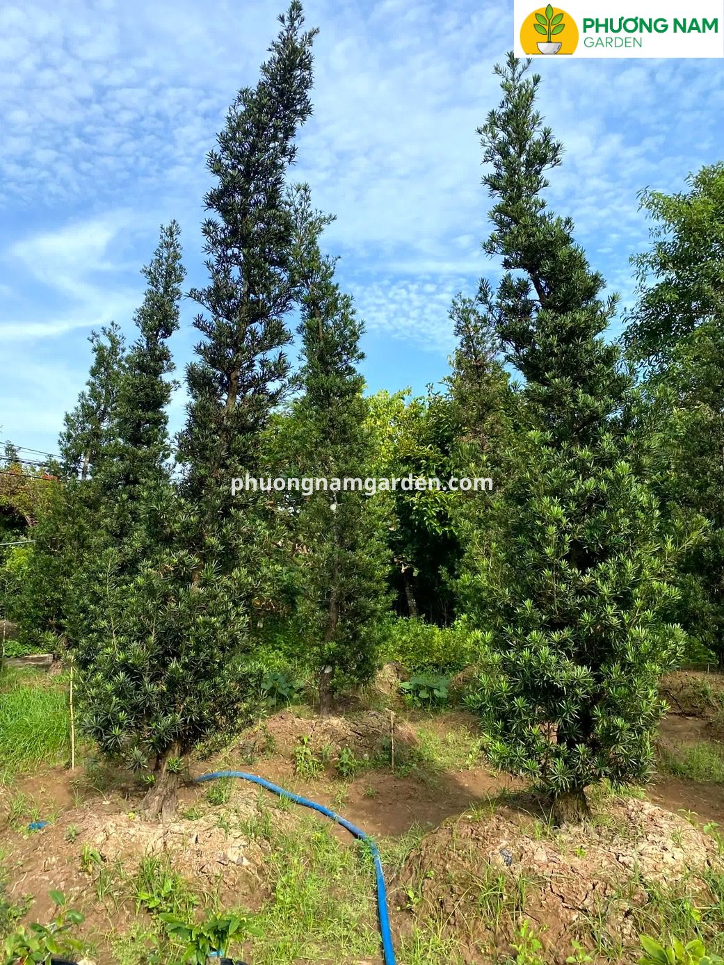 Giá cây Tùng La Hán cao 4m – 5m: Phân tích kỹ thuật & Định giá thực tế