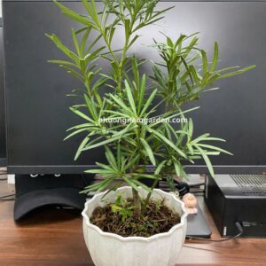 cây tùng la hán để bàn làm việc 1