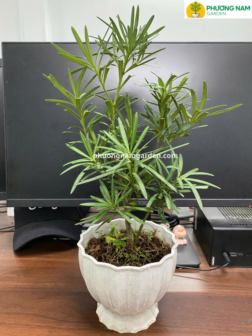 cây tùng la hán để bàn làm việc 1