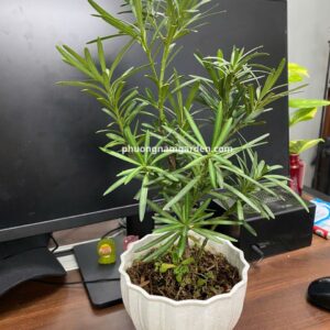 Cây Tùng La Hán Mini Để Bàn Làm Việc | Phương Nam Garden