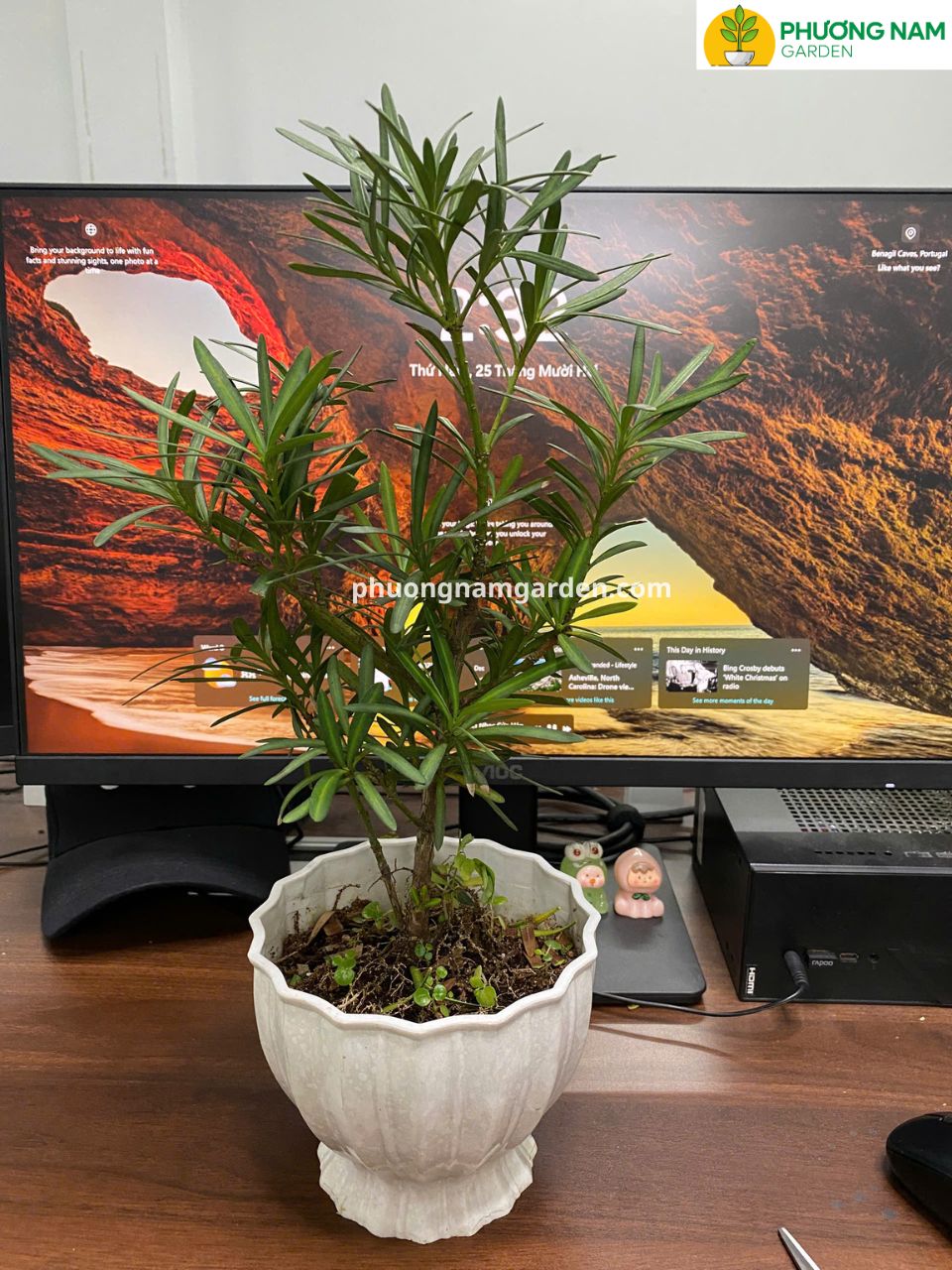 Cây Tùng La Hán Mini Để Bàn Làm Việc | Phương Nam Garden