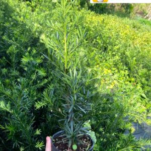 Cây Vạn Niên Tùng: Cây Phong Thủy Trường Thọ, Dễ Trồng