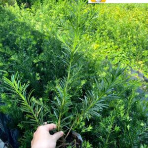 Cây Vạn Niên Tùng: Cây Phong Thủy Trường Thọ, Dễ Trồng