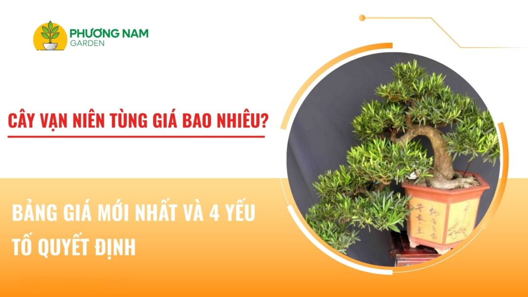 cây vạn niên tùng giá bao nhiêu