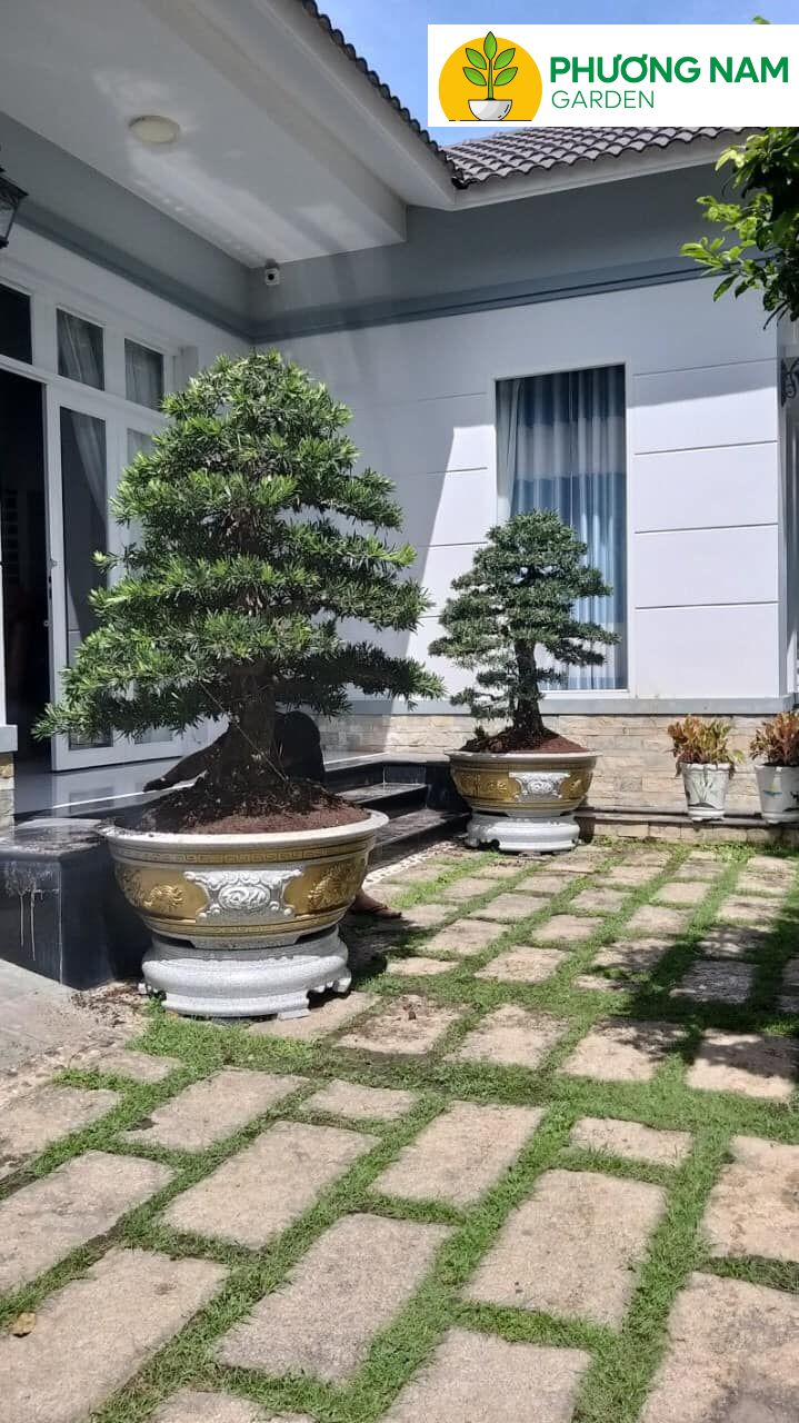 Cây Vạn Niên Tùng hợp mệnh Thủy