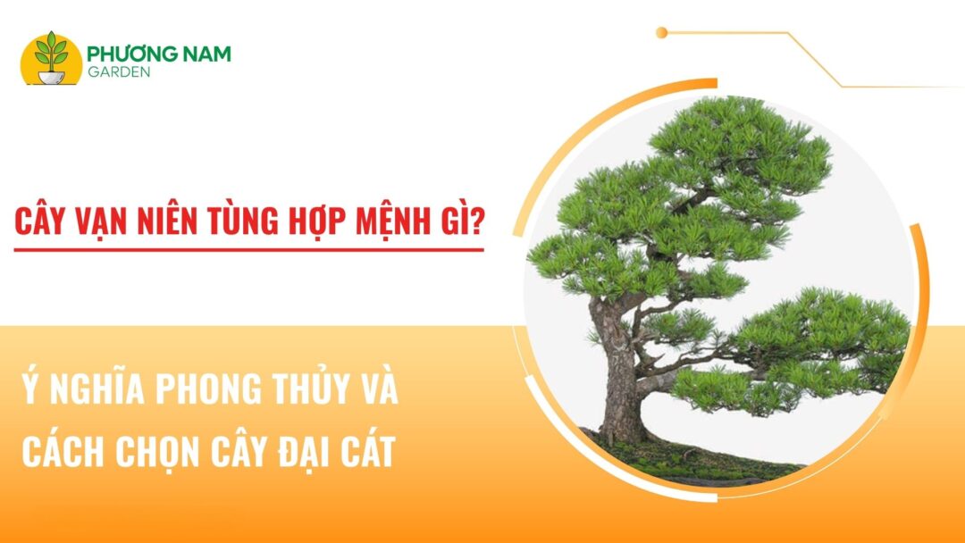 cây vạn niên tùng hợp mệnh gì