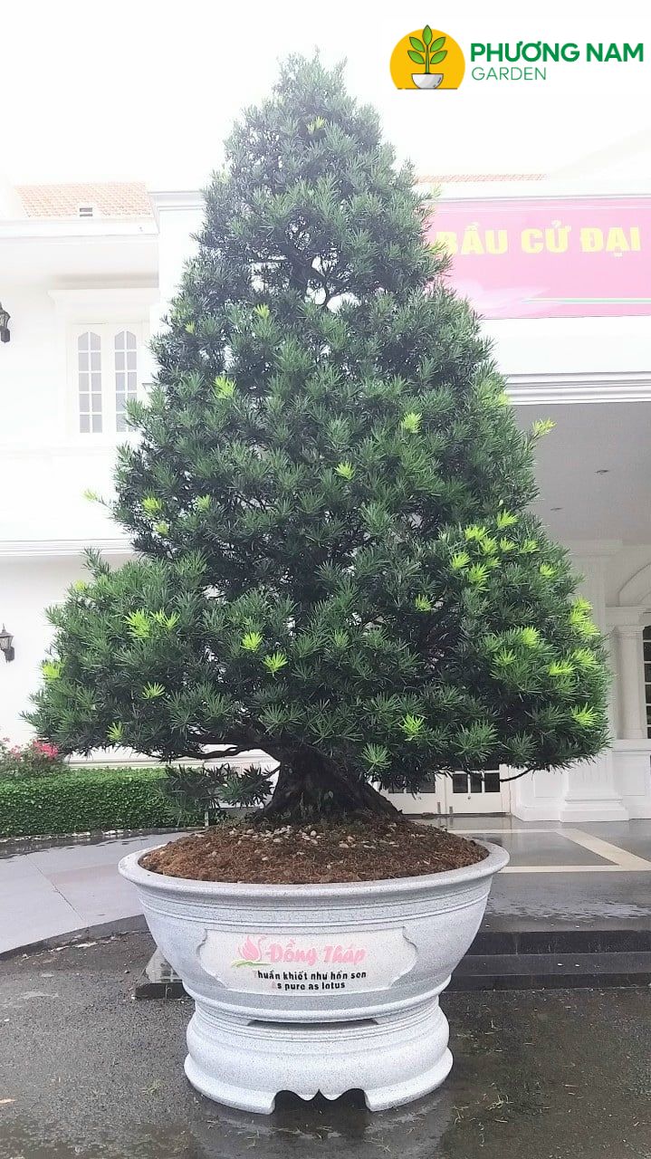 Đôi nét về cây Vạn Niên Tùng