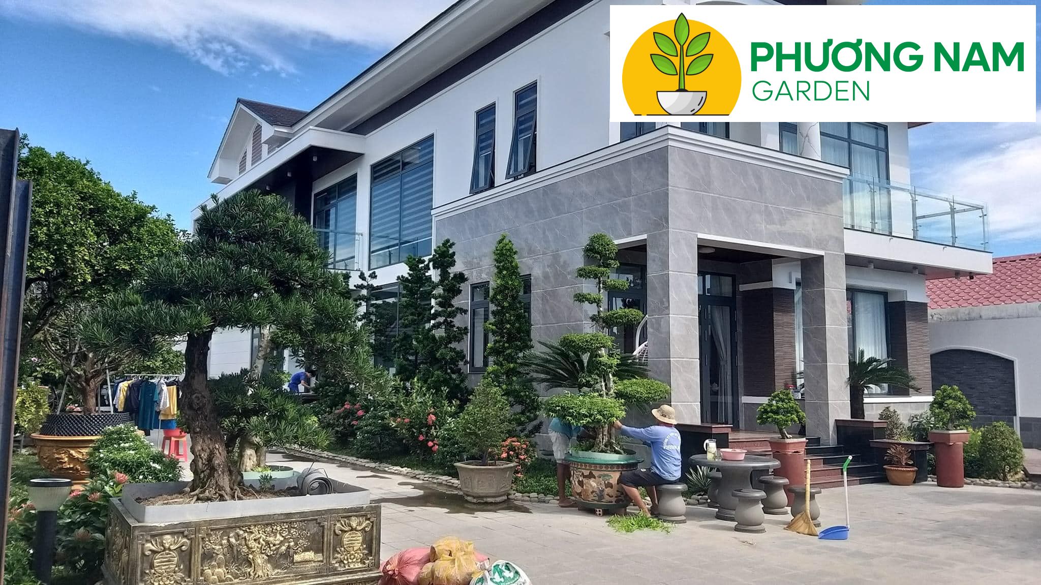 Cách bài trí Vạn Niên Tùng để đón tài lộc