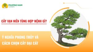 cây vạn niên tùng hợp mệnh gì