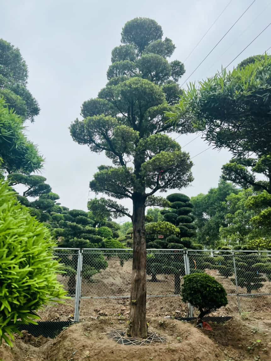 4 thông số kỹ thuật ảnh hưởng trực tiếp đến giá trị cây Tùng La Hán