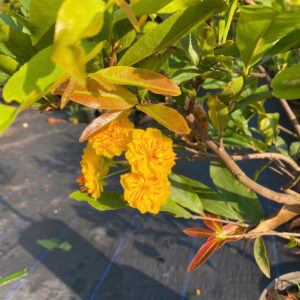 Hoa mai cúc thọ hương