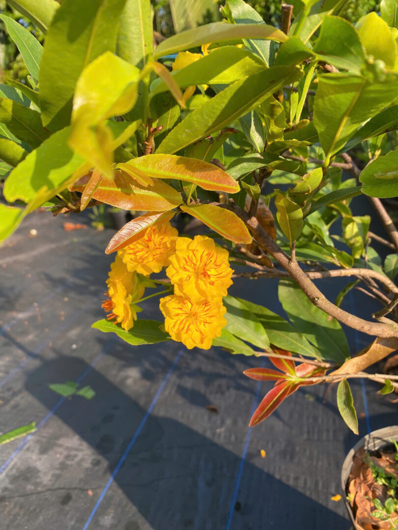 Hoa mai cúc thọ hương