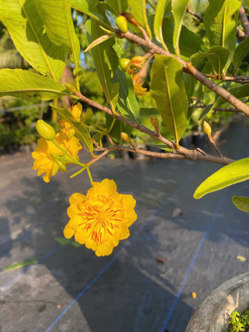 Mai Cúc Thọ Hương – Chuẩn giống, khỏe mạnh, nở hoa đẹp và nhiều cánh