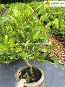Đặc điểm hình thái và sinh học của mai cúc thọ hương