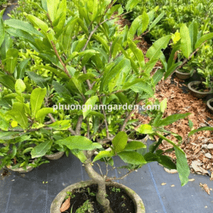 Đặc điểm hình thái và sinh học của mai cúc thọ hương