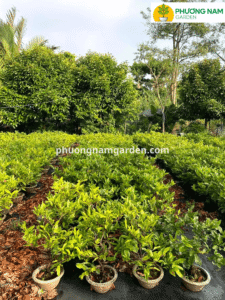 Cúc thọ hương có sức sống khá mạnh nhưng yêu cầu sự tỉ mỉ trong khâu cắt tỉa