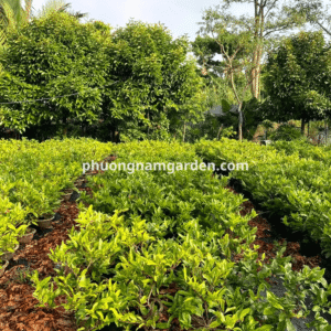 Mai Cúc Thọ Hương – Chuẩn giống, khỏe mạnh, nở hoa đẹp và nhiều cánh 7 Cúc thọ hương có sức sống khá mạnh nhưng yêu cầu sự tỉ mỉ trong khâu cắt tỉa