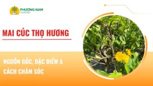Mai Cúc Thọ Hương: Nguồn gốc, đặc điểm và cách chăm sóc