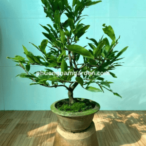 Mai Cúc Thọ Hương – Chuẩn giống, khỏe mạnh, nở hoa đẹp và nhiều cánh 9 Mai Cúc Thọ Hương – Chuẩn giống, khỏe mạnh, nở hoa đẹp và nhiều cánh