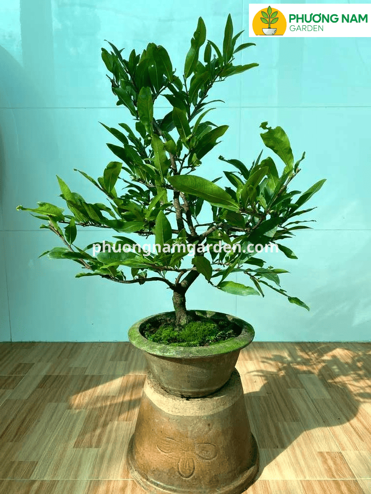 Mai Cúc Thọ Hương – Chuẩn giống, khỏe mạnh, nở hoa đẹp và nhiều cánh 5 Mai Cúc Thọ Hương – Chuẩn giống, khỏe mạnh, nở hoa đẹp và nhiều cánh - Ảnh 5