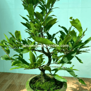 Mai Cúc Thọ Hương – Chuẩn giống, khỏe mạnh, nở hoa đẹp và nhiều cánh 8 Mai Cúc Thọ Hương – Chuẩn giống, khỏe mạnh, nở hoa đẹp và nhiều cánh