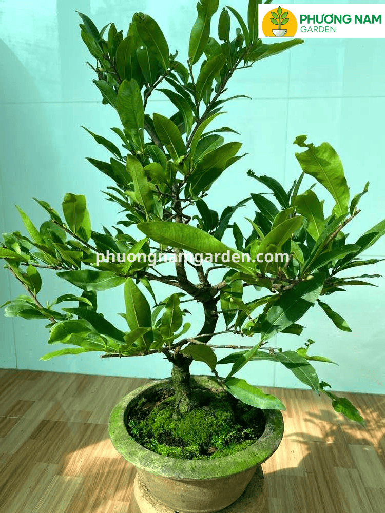 Mai Cúc Thọ Hương – Chuẩn giống, khỏe mạnh, nở hoa đẹp và nhiều cánh 4 Mai Cúc Thọ Hương – Chuẩn giống, khỏe mạnh, nở hoa đẹp và nhiều cánh - Ảnh 4