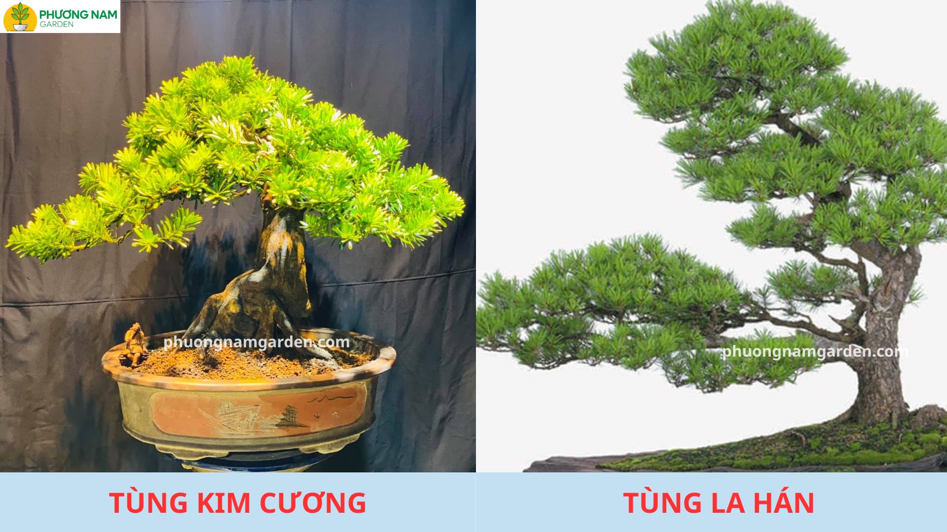 Phân biệt tùng kim cương và tùng la hán