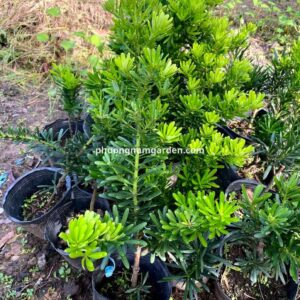 Tùng Kim Cương Xanh: Đặc Điểm, Giá Bán & Cách Chăm Sóc Bền Đẹp 13 Tùng kim cương mini