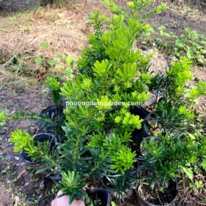 Tùng Kim Cương Xanh: Đặc Điểm, Giá Bán & Cách Chăm Sóc Bền Đẹp 12 Tùng Kim Cương Xanh: Đặc Điểm, Giá Bán & Cách Chăm Sóc Bền Đẹp