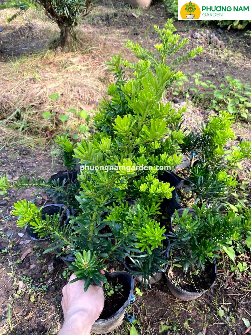 Tùng Kim Cương Xanh: Đặc Điểm, Giá Bán & Cách Chăm Sóc Bền Đẹp 7 Tùng Kim Cương Xanh: Đặc Điểm, Giá Bán & Cách Chăm Sóc Bền Đẹp - Ảnh 5